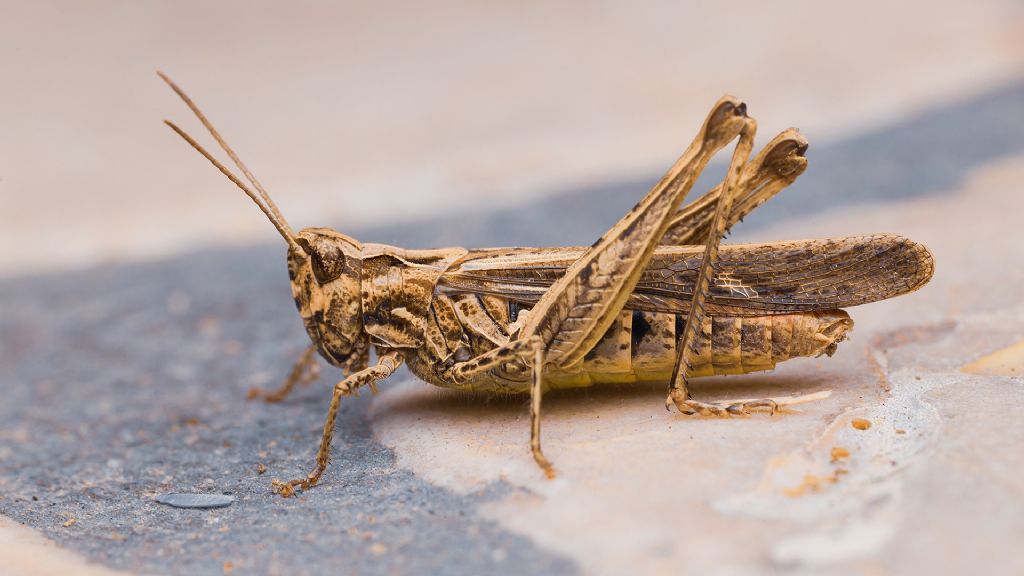 Acrididae: Glyptobothrus brunneus, femmina