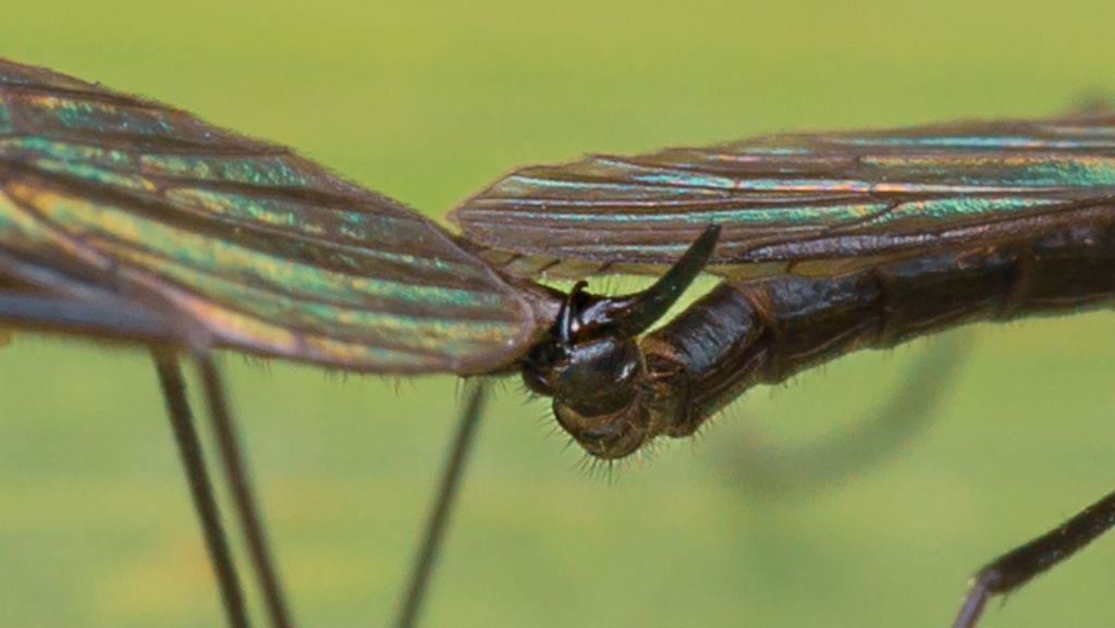 Limoniidae? S, Gnophomyia cfr. viridipennis