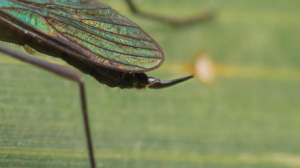 Limoniidae? S, Gnophomyia cfr. viridipennis