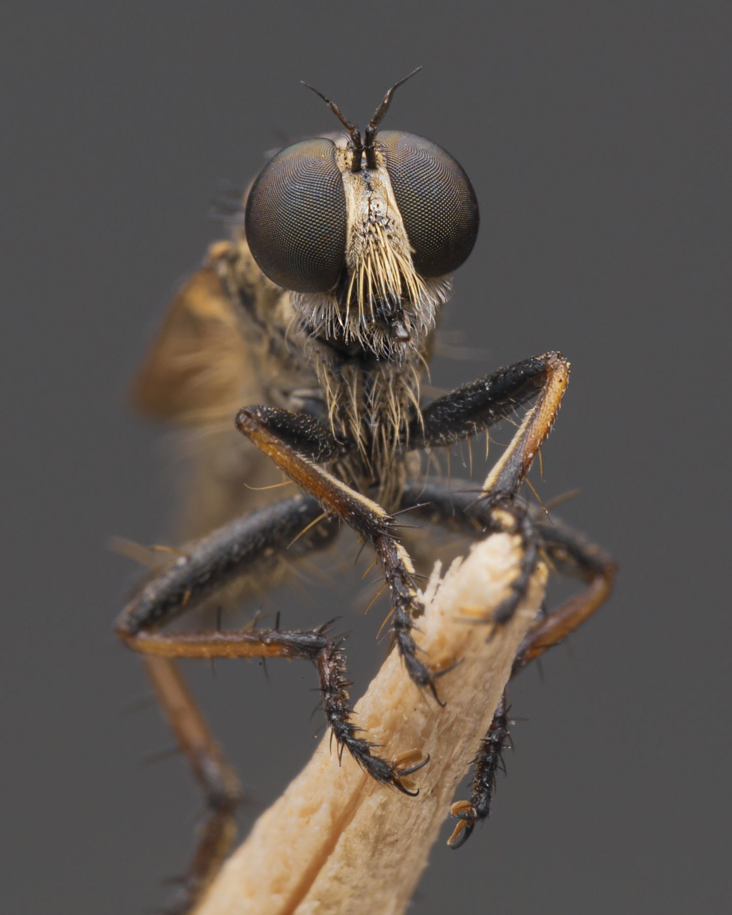 Asilidae tranquillo