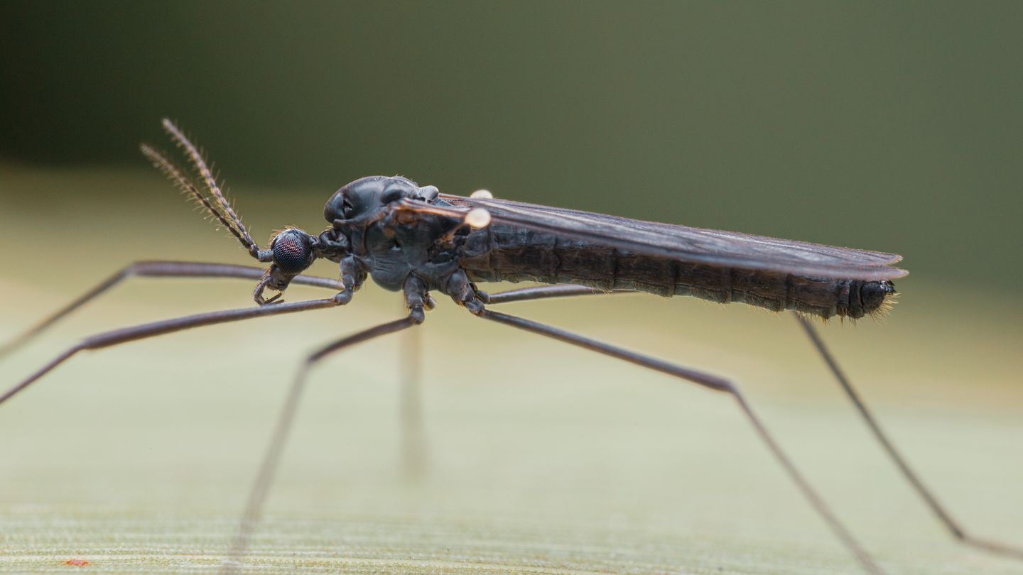 Limoniidae? S, Gnophomyia cfr. viridipennis