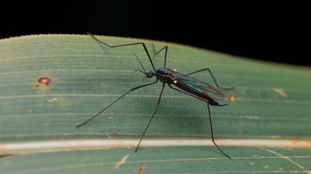 Limoniidae? S, Gnophomyia cfr. viridipennis