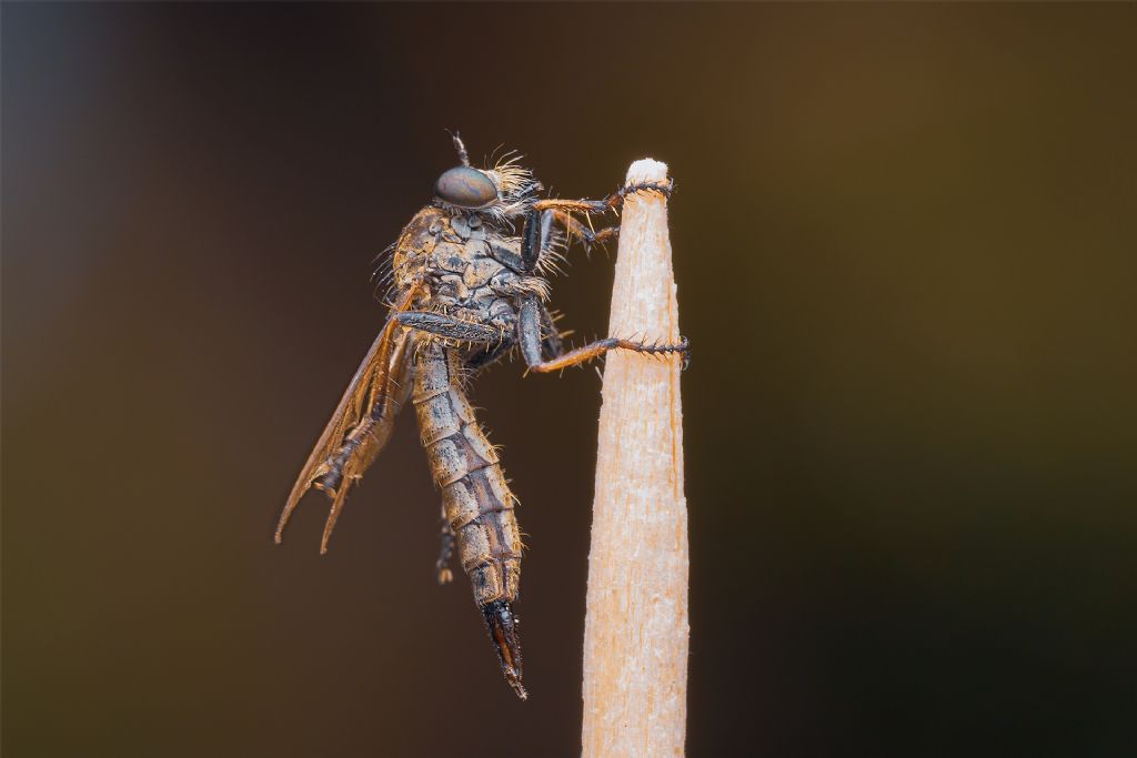 Asilidae tranquillo