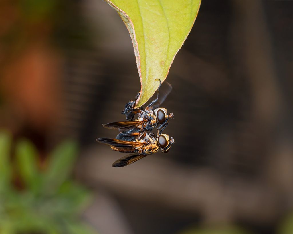 copula di Trichopoda pennipes