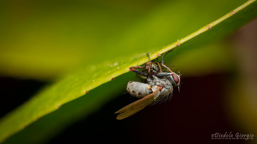 Tachinidae?  No, Muscidae Coenosiinae sp.