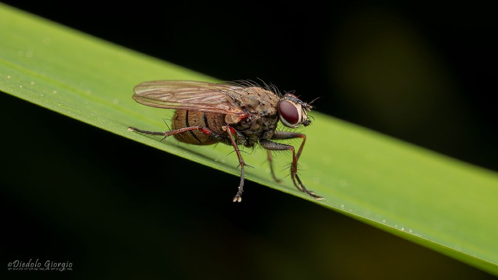 ID per questa trifasciata: Coenosia tigrina (Muscidae)