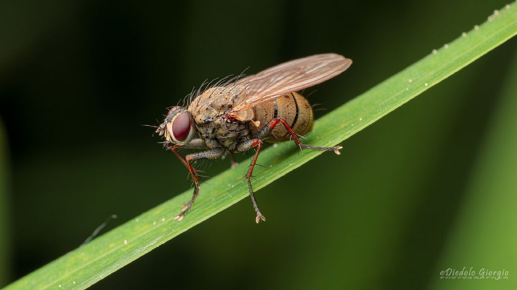 ID per questa trifasciata: Coenosia tigrina (Muscidae)