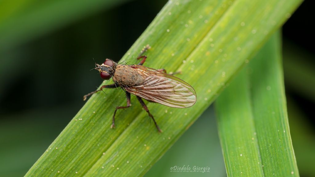 ID per questa trifasciata: Coenosia tigrina (Muscidae)