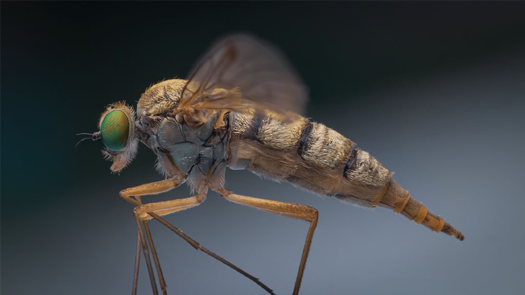 Rhagionidae: Chrysopilus flaveolus, femmina