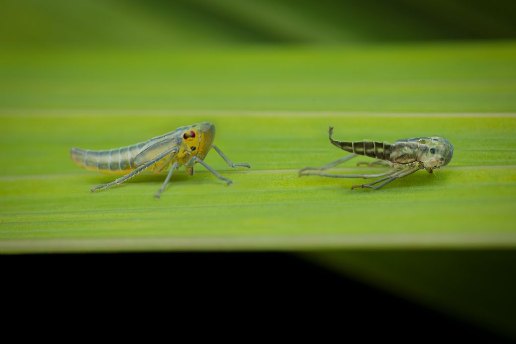 Esuvia e ninfa di Cicadella viridis?  S