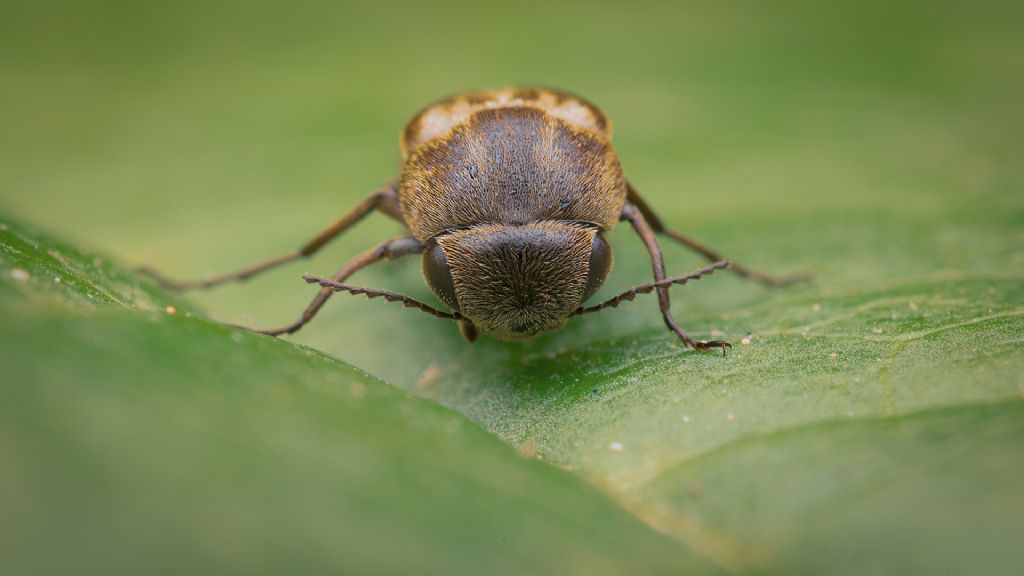 Mordellidae: Tomoxia bucephala?