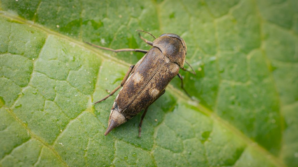 Mordellidae: Tomoxia bucephala?