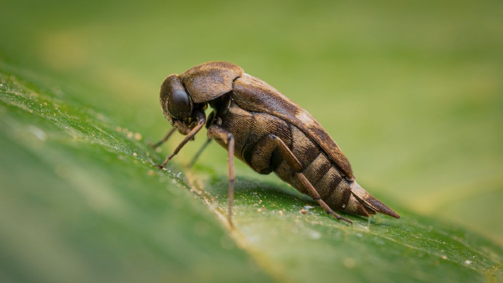 Mordellidae: Tomoxia bucephala?