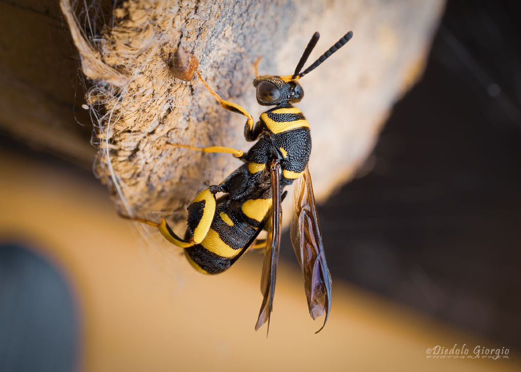 Leucospis bifasciata? No, Leucopsis dorsigera, femmina