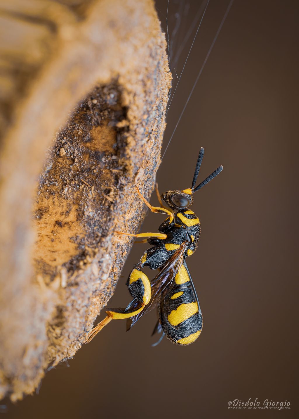 Leucospis bifasciata? No, Leucopsis dorsigera, femmina