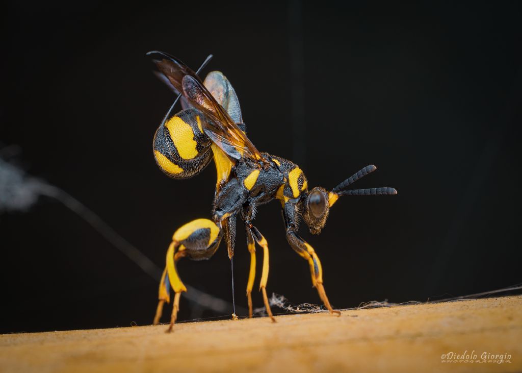 Leucospis bifasciata? No, Leucopsis dorsigera, femmina