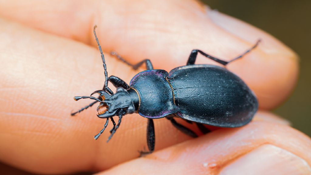 Carabidae: Carabus germari