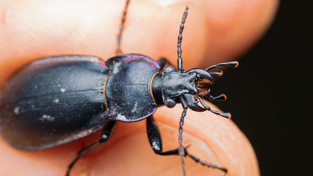 Carabidae: Carabus germari