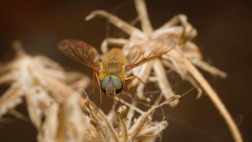 Bombyliidae, Villa sp.