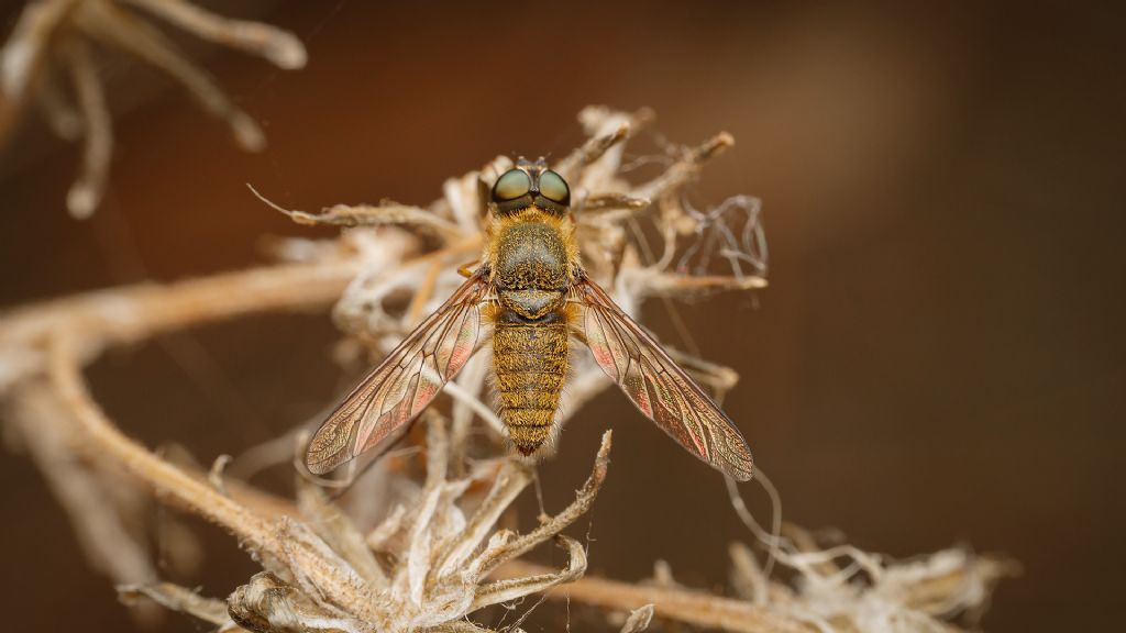 Bombyliidae, Villa sp.