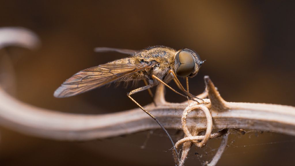 Bombyliidae, Villa sp.