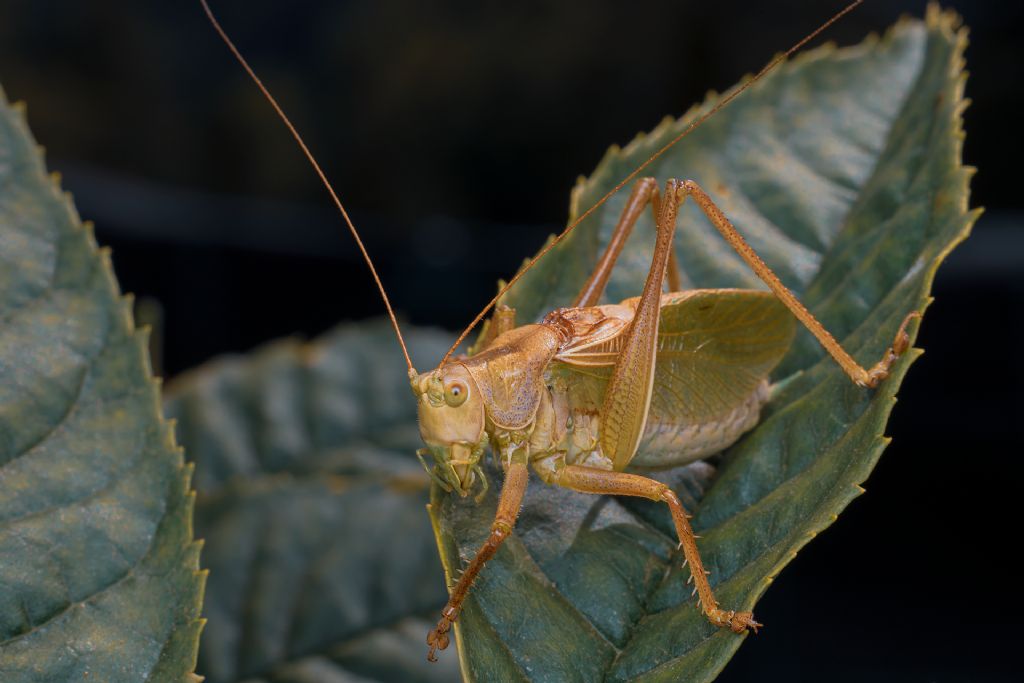 Bradyporidae?  No, Tettigoniidae: Tettigonia cantans