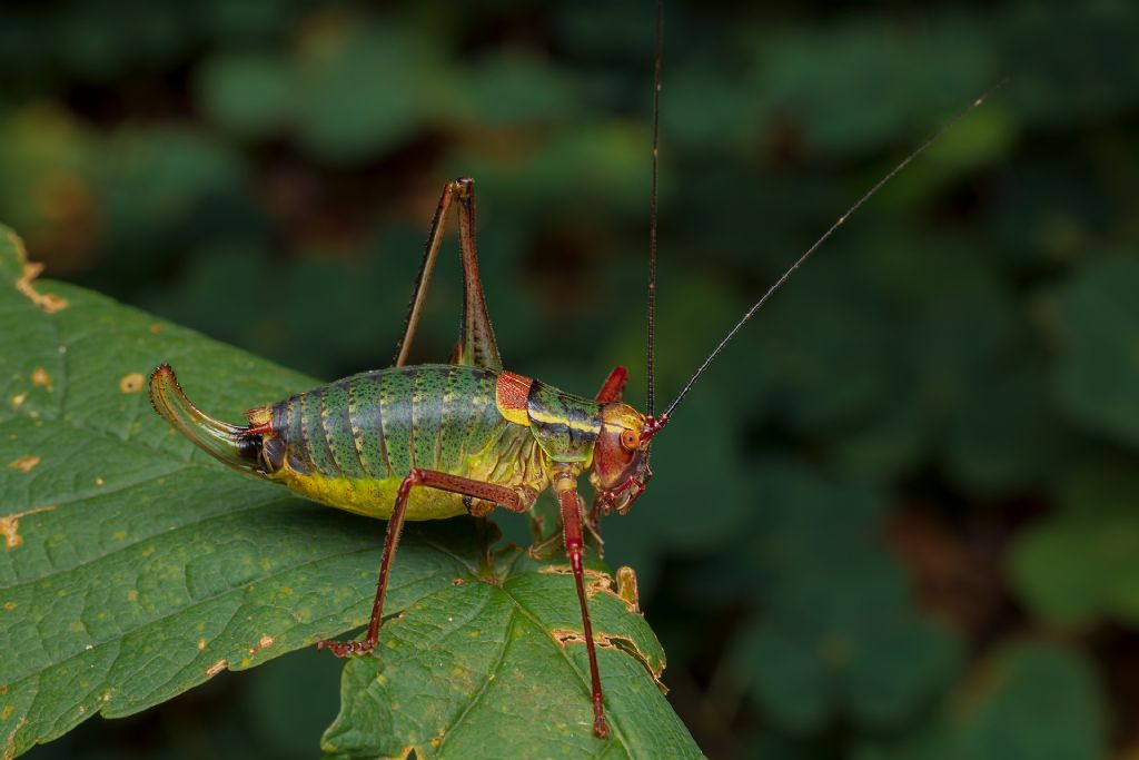 Tettigoniidae:... Barbitistes sp., femmina (Phaneropteridae)