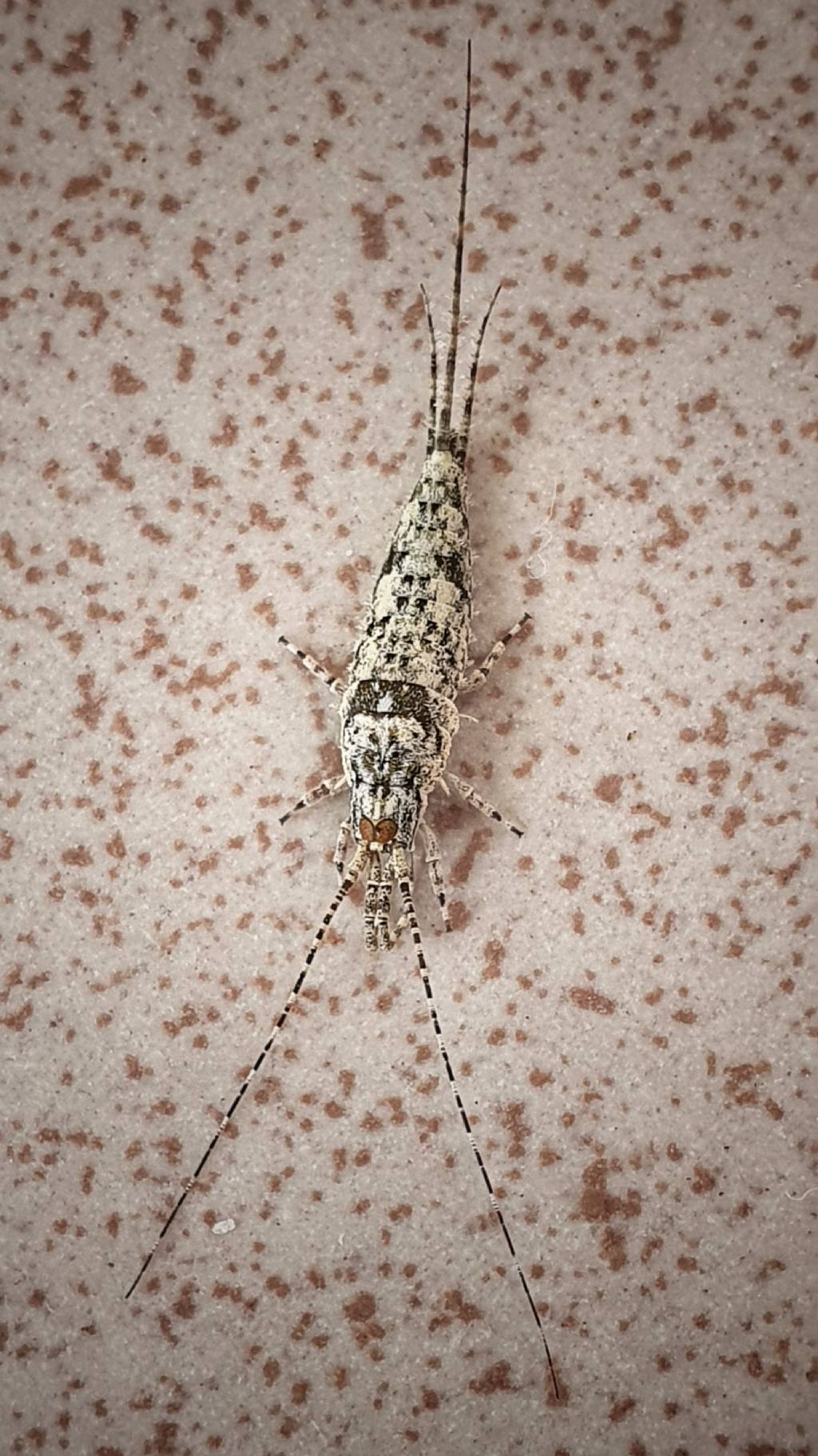 Machilidae