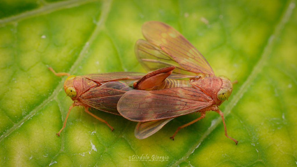 Jikradia olitoria, copula