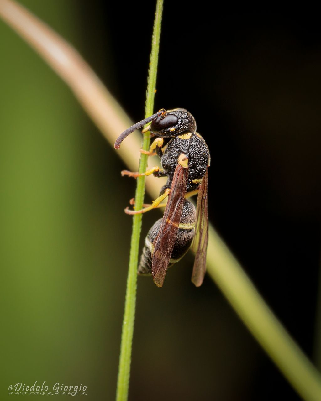 Vespidae Eumeninae: Stenodynerus sp.