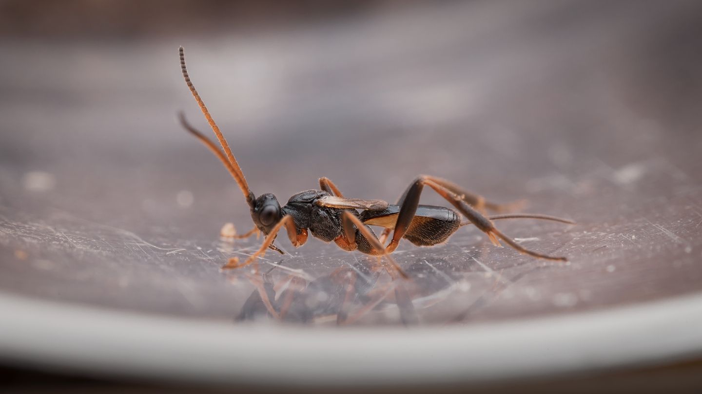 Proctotrupidae?
