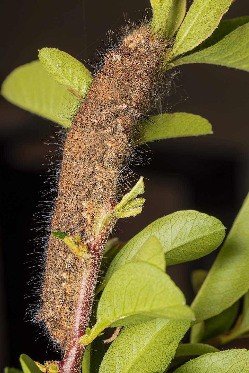 Gastropacha quercifolia?