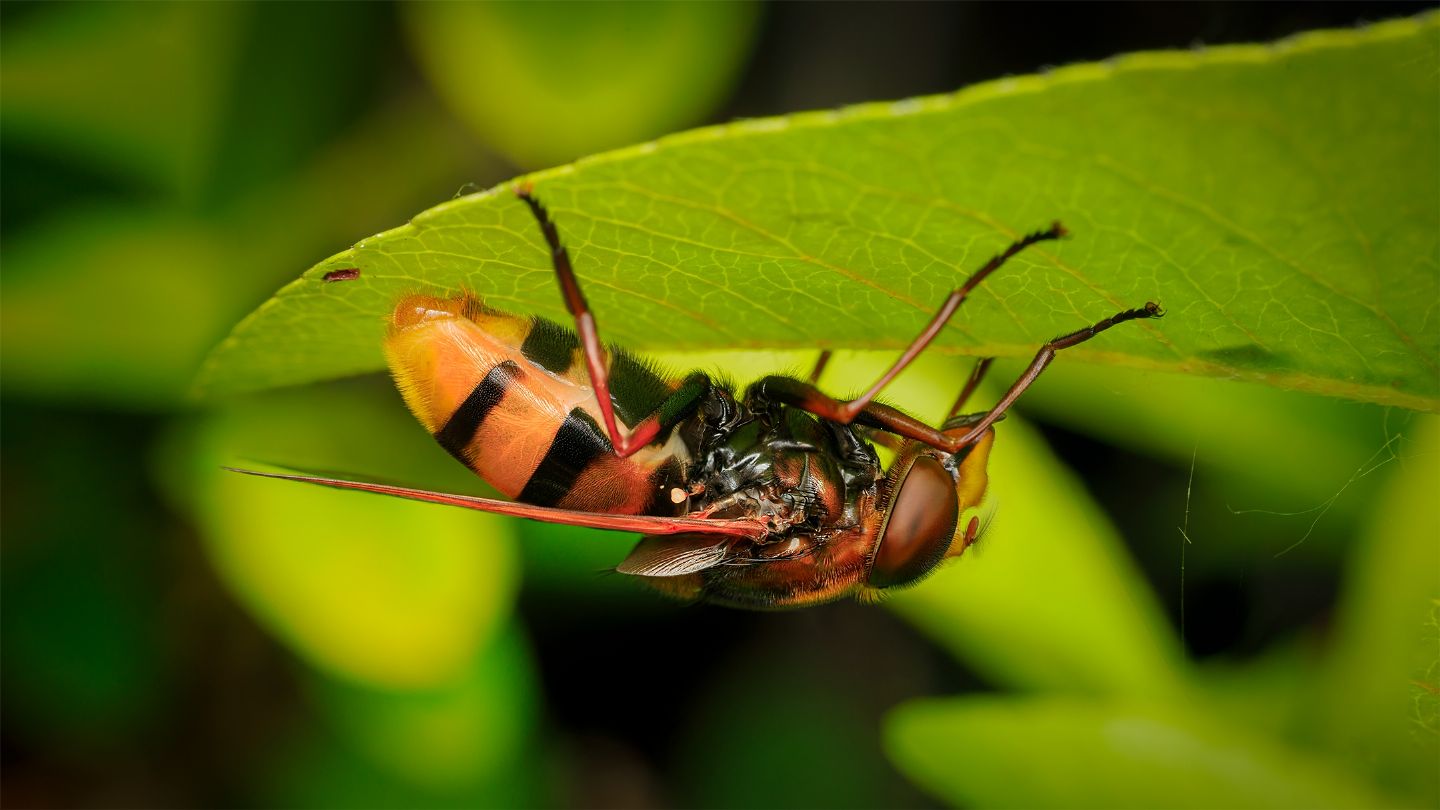 Milesia crabroniformis, femmina?