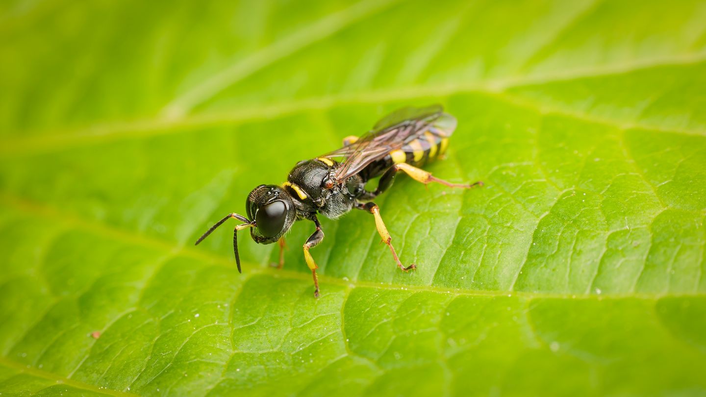 Crabronidae: Ectemnius sp.