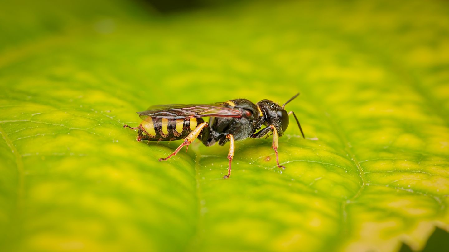 Crabronidae: Ectemnius sp.