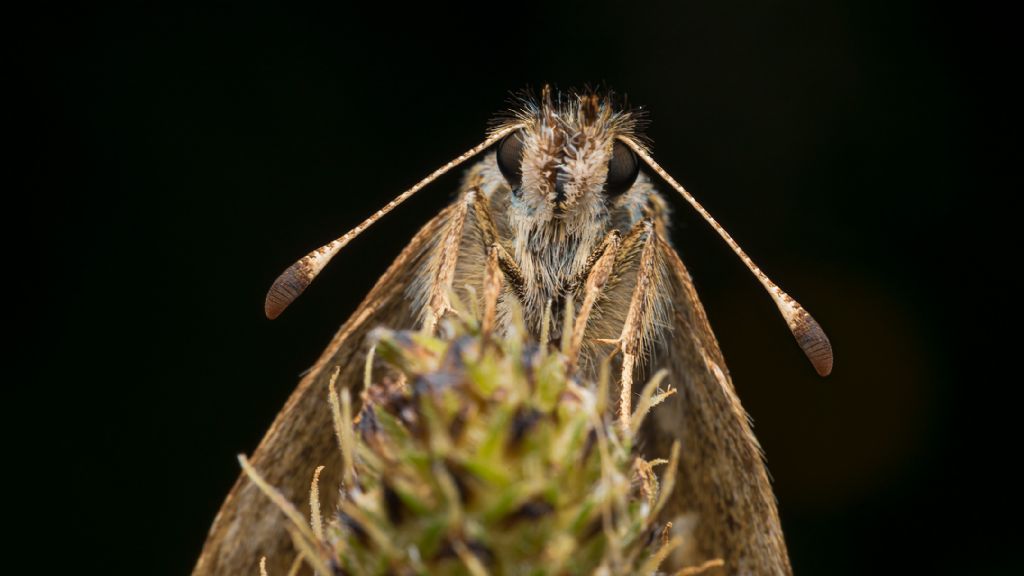 Hesperiidae?
