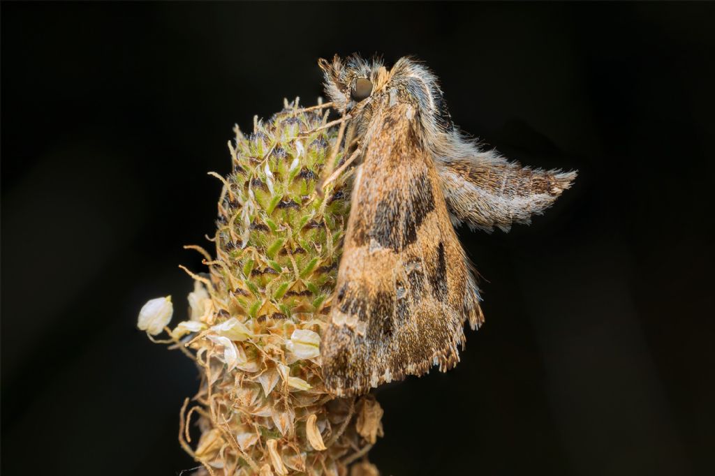 Hesperiidae?