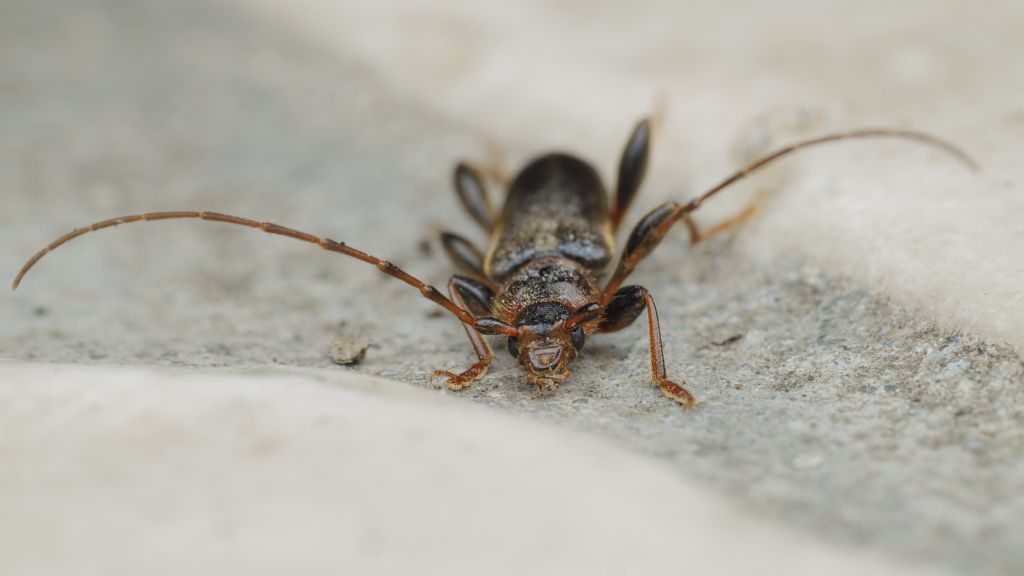 E'' un Cerambycidae?