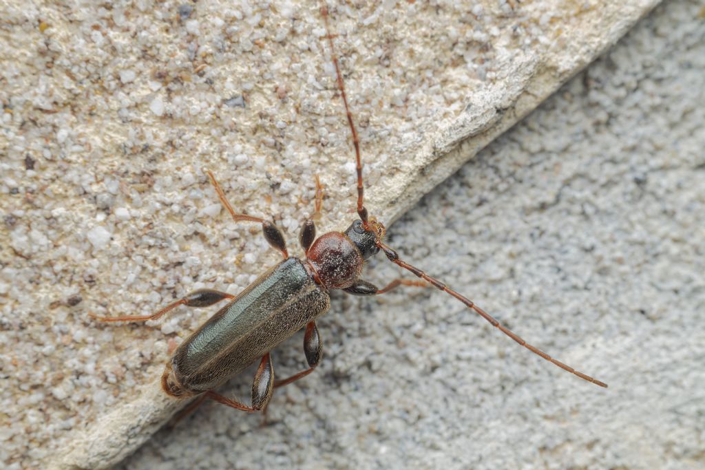 E'' un Cerambycidae?