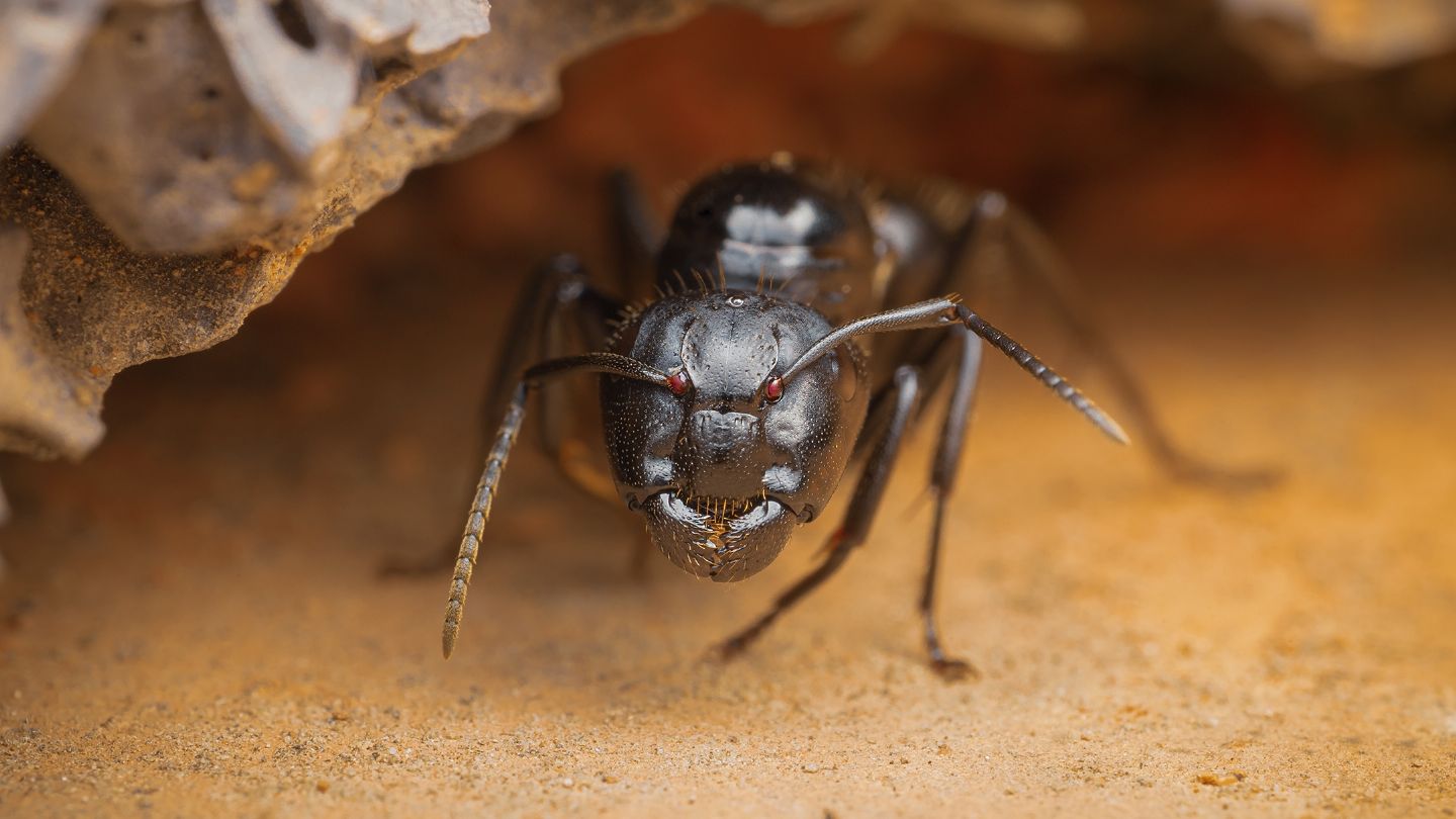 formica minacciosa