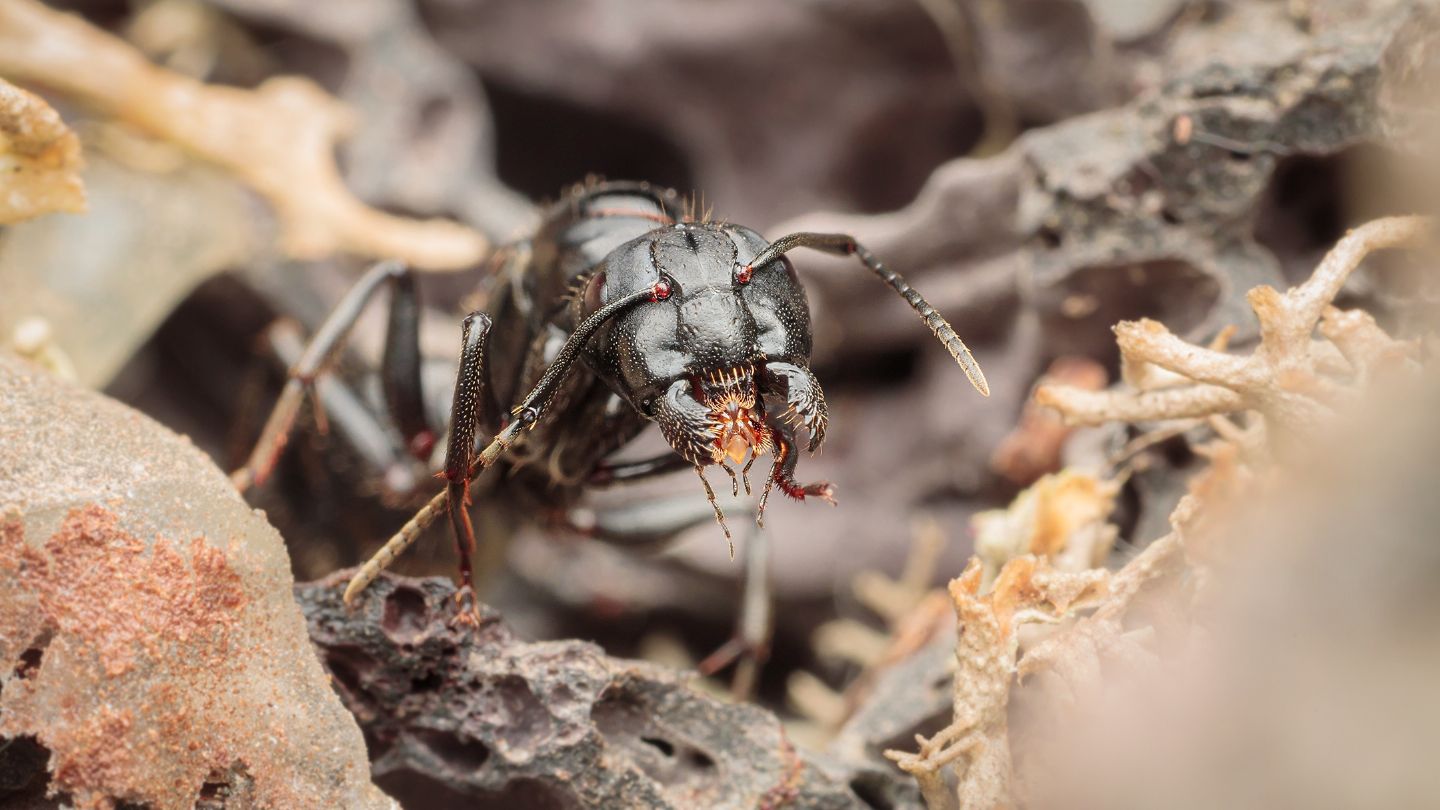 formica minacciosa