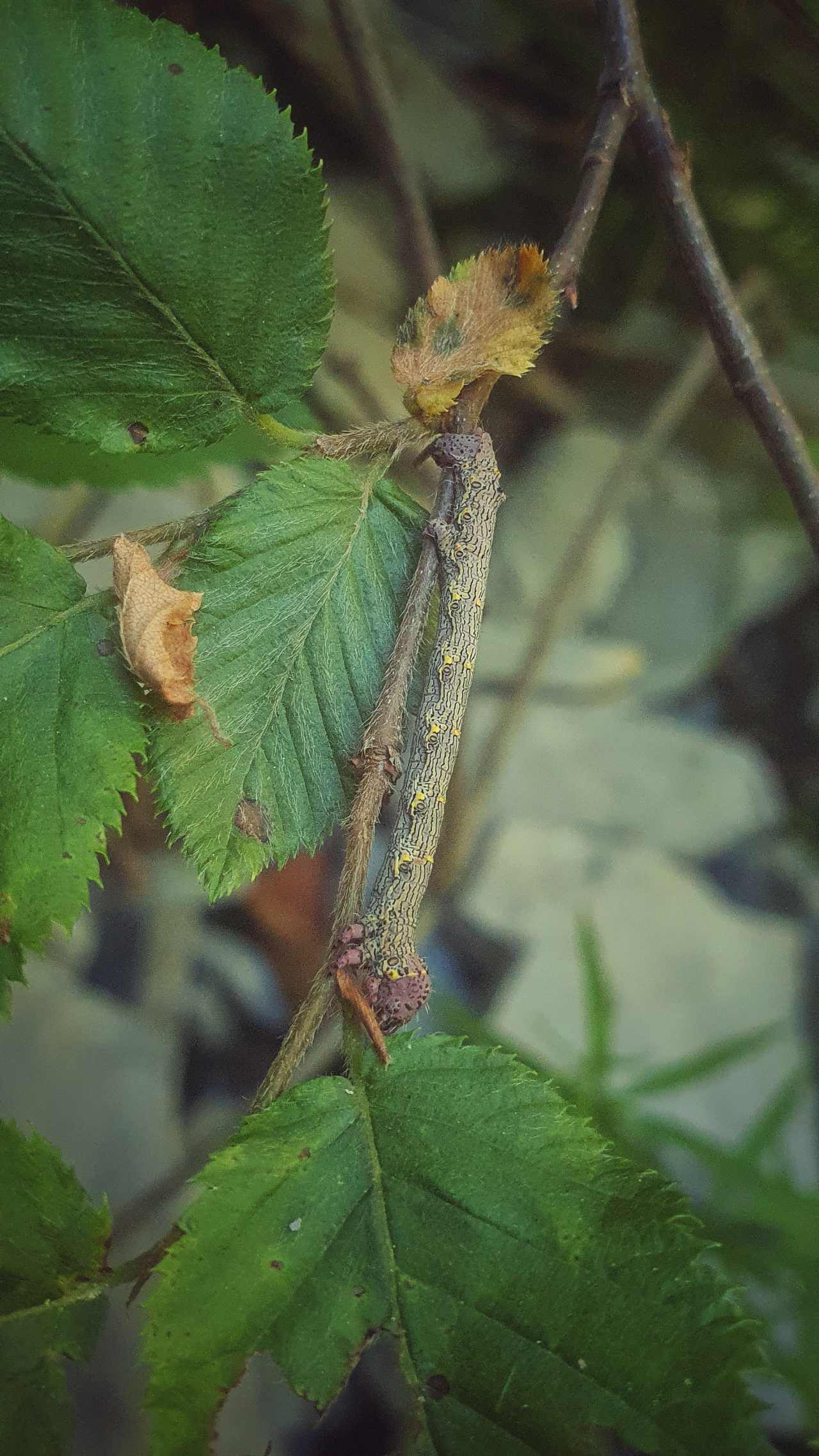 Bruco geometridae? - Lycia hirtaria