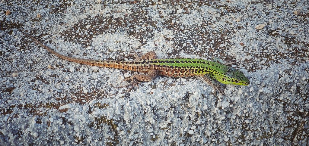 lacerta da individuare