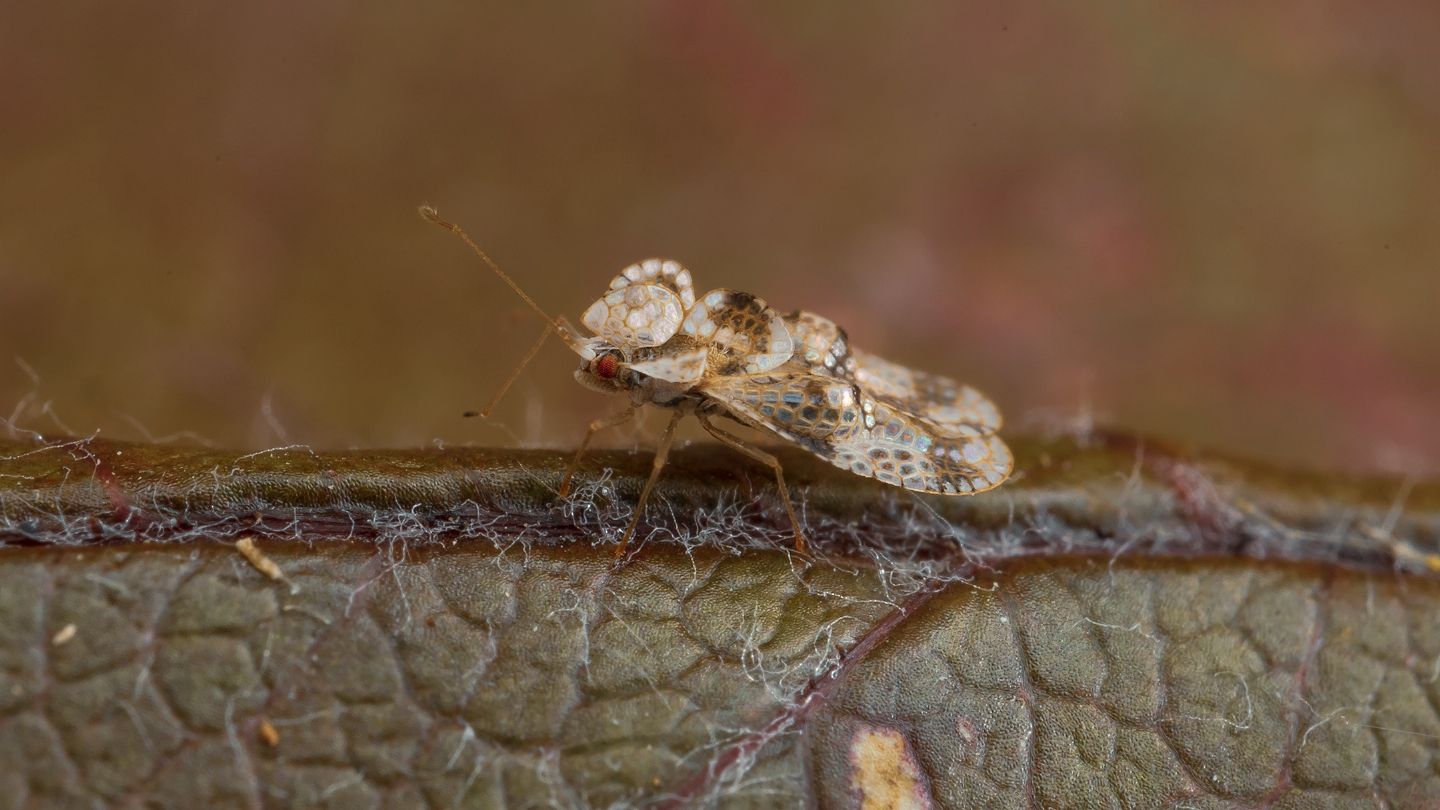 Stephanitis pyri