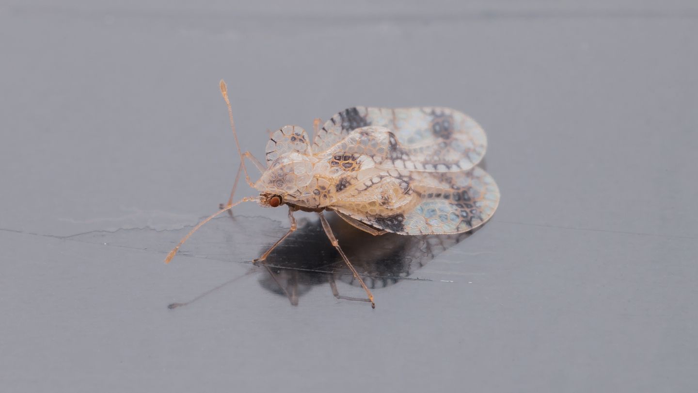 Stephanitis pyri