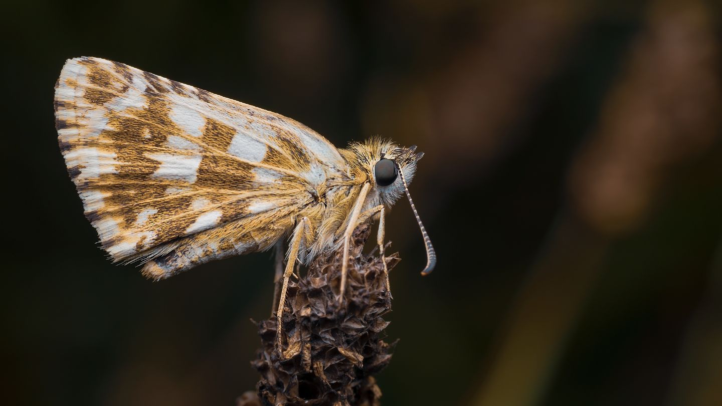 Pyrgus sp.??