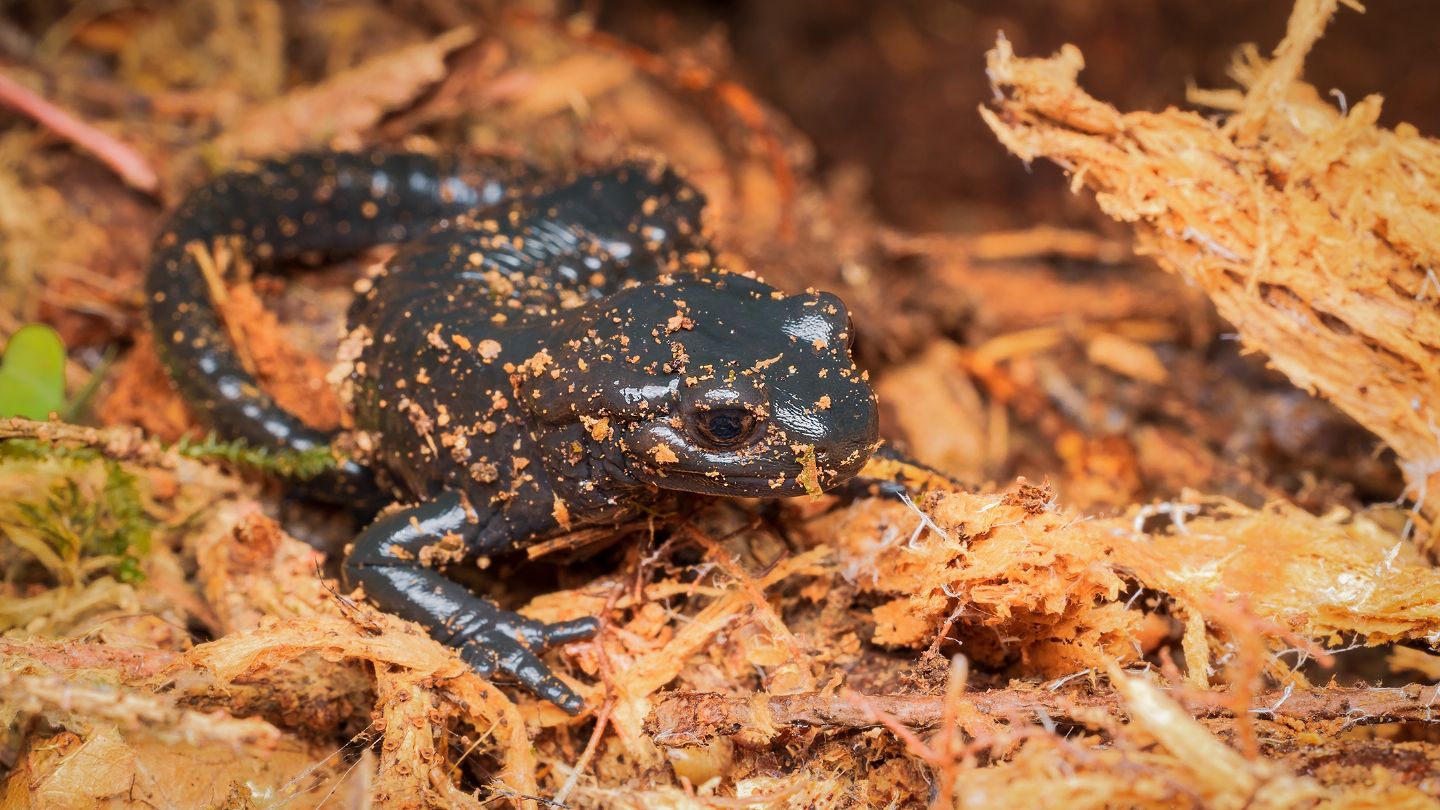 salamandre da id. - Ichthyosaura alpestris e Salamandra atra