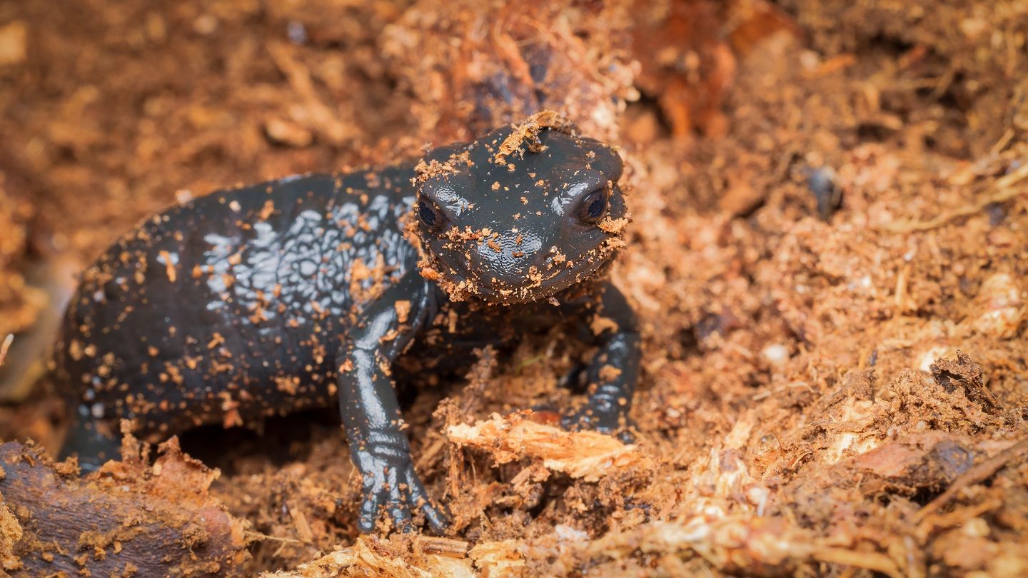 salamandre da id. - Ichthyosaura alpestris e Salamandra atra