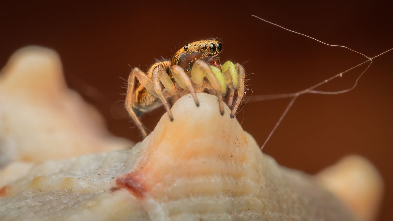 che tipo di salticidae