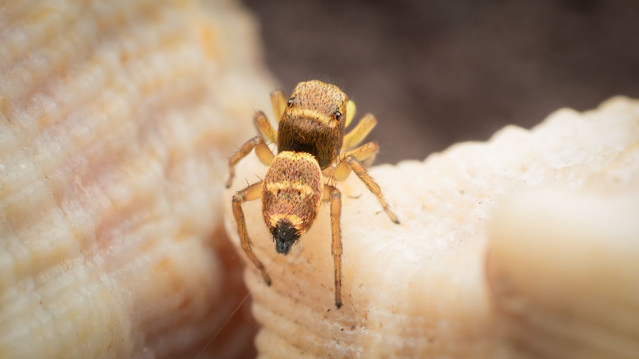 che tipo di salticidae